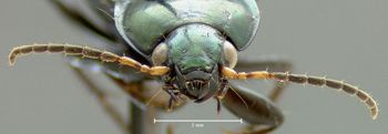 Media type: image;   Entomology 600330 Aspect: head frontal view